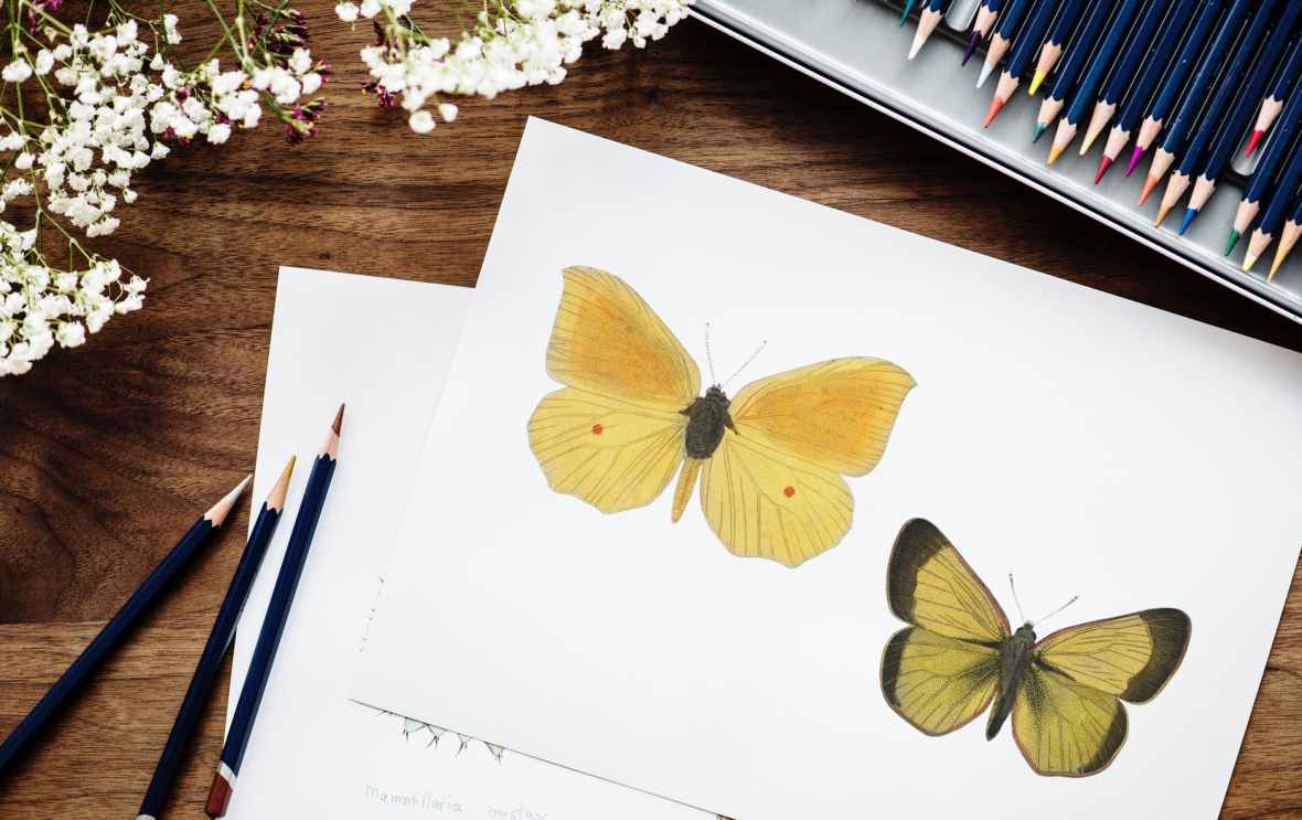 sketch of butterflies